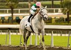 Jibboom is all alone in mid-stretch of the Buena Vista Handicap. <br><a target="blank" href="http://www.bloodhorse.com/horse-racing/photo-store?ref=http%3A%2F%2Fgallery.pictopia.com%2Fbloodhorse%2Fgallery%2F69713%2Fphoto%2F7762282%2F%3Fo%3D0">Order This Photo</a>