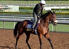 Valiant Emilia <br><a target="blank" href="http://photos.bloodhorse.com/BreedersCup/2014-Breeders-Cup/Works/i-NBNWj3f">Order This Photo</a>
