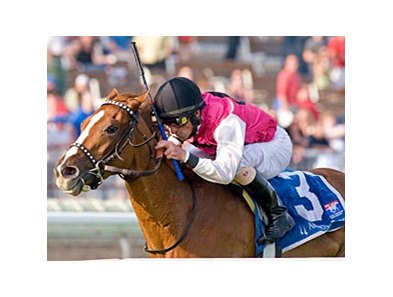 Workin for Hops will try for his first graded stakes win in the American Derby.