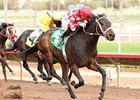 Beer Meister goes by them all to win the Turf Paradise Derby.