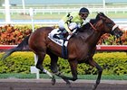Florida Derby winner Quality Road returns in the Amsterdam. <br><a target="blank" href="http://www.bloodhorse.com/horse-racing/photo-store?ref=http%3A%2F%2Fpictopia.com%2Fperl%2Fgal%3Fprovider_id%3D368%26ptp_photo_id%3D7964933%26ref%3Dstory">Order This Photo</a>