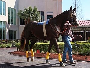 Live Oak in Louisiana Derby Live Oak in Louisiana Derby