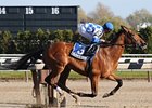 Nashua Stakes winner Buddy's Saint takes on 5, including Champagne winner Homeboykris, in the Remsen.
<br><a target="blank" href="http://www.bloodhorse.com/horse-racing/photo-store?ref=http%3A%2F%2Fpictopia.com%2Fperl%2Fgal%3Fprovider_id%3D368%26ptp_photo_id%3D8620445%26ref%3Dstory">Order This Photo</a>