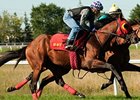 Up With the Birds faces nine in the Breeders' Stakes.