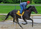 Injured Archarcharch Retired, Owner Says Injured Archarcharch Retired, Owner Says