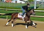 Unlimited Budget<br><a target="blank" href="http://photos.bloodhorse.com/TripleCrown/2013-Triple-Crown/Kentucky-Derby-Workouts/29026796_jvcnn8#!i=2478290412&k=kn3j2sK">Order This Photo</a>