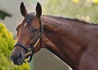 Big Brown at Belmont Park <br><a target="blank" href="http://www.bloodhorse.com/horse-racing/photo-store?ref=http%3A%2F%2Fpictopia.com%2Fperl%2Fgal%3Fprovider_id%3D368%26ptp_photo_id%3D4597334%0D%0A%26ref%3Dstory">Order This Photo</a>