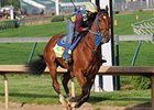 Vyjack went three furlongs in :37 at Churchill Downs May 2.<br><a target="blank" href="http://photos.bloodhorse.com/TripleCrown/2013-Triple-Crown/Kentucky-Derby-Workouts/29026796_jvcnn8#!i=2489607218&k=WmkBf6d">Order This Photo</a>