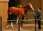 Cozi Rosie in the Keeneland January Sale.