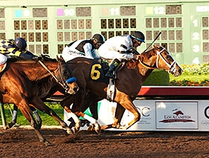 brandi broken horses brandi broken horses