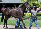 Strike the Tiger is one of 4 stakes winners in the Transylvania Stakes field.
