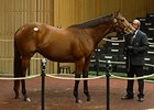 Ask the Moon, Hip 288, sold for $1.8 million at the Keeneland November Sale.
