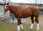 Wise Dan at Keeneland