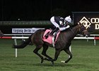 Sensible Lady heads a field of 11 fillies and mares in the Turf Amazon Handicap.
