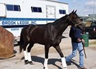 Revolutionary arrives at Churchill Downs.