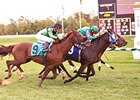 Two horses finish on even turns for first and two are deadlocked for third.