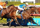 Saratoga Sinner Injured; Off Derby Trail Saratoga Sinner Injured; Off Derby Trail