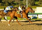 Las Virgenes winner Golden Doc A takes on a second grade I test in the Santa Anita Oaks.<br><a target="blank" href="http://www.bloodhorse.com/horse-racing/photo-store?ref=http%3A%2F%2Fpictopia.com%2Fperl%2Fgal%3Fprovider_id%3D368%26ptp_photo_id%3D3535738%26ref%3Dstory">Order This Photo</a>