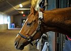 Wise Dan Cleared to Resume Galloping Wise Dan Cleared to Resume Galloping
