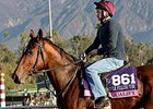 Qualify Will Take On Males in Irish Derby Qualify Will Take On Males in Irish Derby