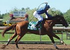 Prince of Wales Stakes winner Golden Moka faces 6 in the Discovery Handicap.