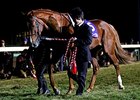 Orfevre Elected to Japan Racing Hall of Fame Orfevre Elected to Japan Racing Hall of Fame
