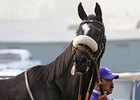 Zenyatta Helping Fellow Horses Zenyatta Helping Fellow Horses