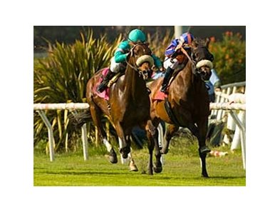 Madeo (left) wins the Inglewood at Hollywood Park. <br><a target="blank" href="http://www.bloodhorse.com/horse-racing/photo-store?ref=http%3A%2F%2Fgallery.pictopia.com%2Fbloodhorse%2Fgallery%2F69713%2Fphoto%2F8042402%2F%3Fo%3D0">Order This Photo</a>