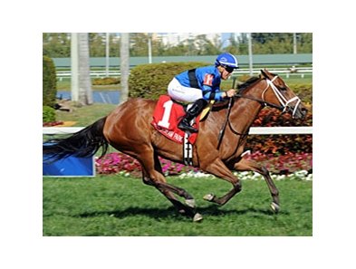 Regalo Mia comes home strong to win the Orchid Stakes.
<br><a target="blank" href="http://photos.bloodhorse.com/AtTheRaces-1/at-the-races-2013/27257665_QgCqdh#!i=2433097875&k=WsDpBLX">Order This Photo</a>