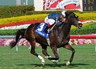 Cherokee Queen won the Suwannee River Stakes at Gulfstream on Feb. 5.<br><a target="blank" href="http://www.bloodhorse.com/horse-racing/photo-store?ref=http%3A%2F%2Fpictopia.com%2Fperl%2Fgal%3Fprovider_id%3D368%26ptp_photo_id%3D9395060%26ref%3Dstory">Order This Photo</a>