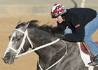 Old Fashioned preps for the Southwest Stakes at Oaklawn Park.