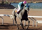 Chuchuluco, winner of the juvenile division last year who tries sophomore colts and geldings this time.