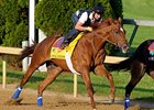 Haskin's Derby Report: An Animal on Dirt? Haskin's Derby Report: An Animal on Dirt?