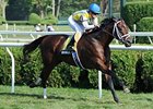 Dominus cannot be caught in the Bernard Baruch.<br><a target="blank" href="http://photos.bloodhorse.com/AtTheRaces-1/at-the-races-2012/22274956_jFd5jM#!i=2060801415&k=n86ZX78">Order This Photo</a>