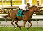 Cat By the Tale is the likely favorite for the Wilshire.<br><a target="blank" href="http://www.bloodhorse.com/horse-racing/photo-store?ref=http%3A%2F%2Fpictopia.com%2Fperl%2Fgal%3Fprovider_id%3D368%26ptp_photo_id%3D8726094%26ref%3Dstory">Order This Photo</a>