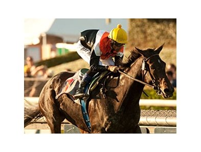 Marketing Mix makes her first start of the year in the Gamely.