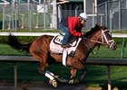 Pletcher Considers Fillies for Belmont Stakes Pletcher Considers Fillies for Belmont Stakes