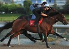 Sligovitz breezes at Woodbine in preparation for the Breeders' Stakes.