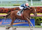 Golden Mystery rolls home in the Florida Sunshine Millions Filly and Mare Sprint.<br><a target="blank" href="http://photos.bloodhorse.com/AtTheRaces-1/at-the-races-2013/27257665_QgCqdh#!i=2326788772&k=cdhVnsp">Order This Photo</a>