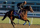 Contested
<br><a target="blank" href="http://photos.bloodhorse.com/BreedersCup/2012-Breeders-Cup/Works/26130247_gxH6nS#!i=2182616086&k=QzM6rLp">Order This Photo</a>