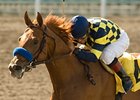 Swaps winner Misremembered <br><a target="blank" href="http://www.bloodhorse.com/horse-racing/photo-store?ref=http%3A%2F%2Fpictopia.com%2Fperl%2Fgal%3Fprovider_id%3D368%26ptp_photo_id%3D8342024%26ref%3Dstory">Order This Photo</a>