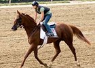 Kentucky Bear, sixth last out in the Preakness (gr. I), looks to rebound in the $600,000 Colonial Turf Cup (gr. IIIT).