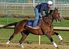 Jeranimo at Churchill Downs on Nov 1.<br><a target="blank" href="http://www.bloodhorse.com/horse-racing/photo-store?ref=http%3A%2F%2Fpictopia.com%2Fperl%2Fgal%3Fprovider_id%3D368%26ptp_photo_id%3D9725465%26ref%3Dstory">Order This Photo</a>