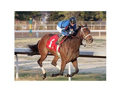 Decelerator most recently won the Martha Washington Stakes on Feb 13.