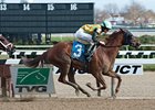 My Wandy's Girl won the Pentelis Stakes on Nov. 15.<br><a target="blank" href="http://photos.bloodhorse.com/AtTheRaces-1/at-the-races-2012/22274956_jFd5jM#!i=2229687487&k=PmHtqpR">Order This Photo</a>
