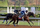 Indianapolis on the track at Santa Anita on Oct. 27. <br><a target="blank" href="http://photos.bloodhorse.com/BreedersCup/2014-Breeders-Cup/Works/i-zcwkGMb">Order This Photo</a>