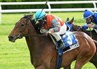Tannery takes on the boys in the Nov. 16 Red Smith Handicap at Aqueduct Racetrack.<br><a target="blank" href="http://photos.bloodhorse.com/AtTheRaces-1/at-the-races-2013/27257665_QgCqdh#!i=2534323845&k=cgZnG85">Order This Photo</a>