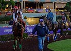 California Chrome schooled in the paddock on Oct. 28. <br><a target="blank" href="http://photos.bloodhorse.com/BreedersCup/2014-Breeders-Cup/Works/i-TsBqgZH">Order This Photo</a>