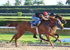 Ravelo's Boy working at Calder on May 27.