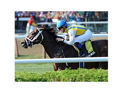 Dominus<br><a target="blank" href="http://photos.bloodhorse.com/AtTheRaces-1/at-the-races-2012/22274956_jFd5jM#!i=2061185333&k=xnZdGWf">Order This Photo</a>